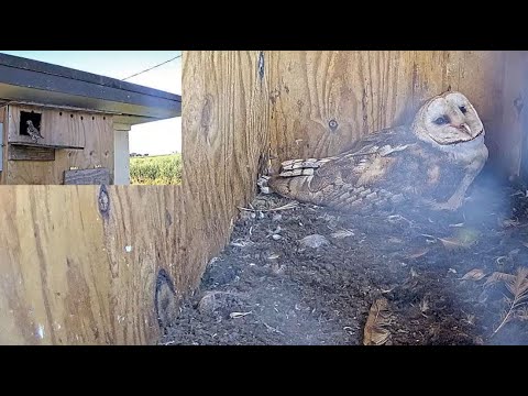 Starlings look inside nest box while female barn owl incubates eggs in the Barn Owl Florida Cam 2