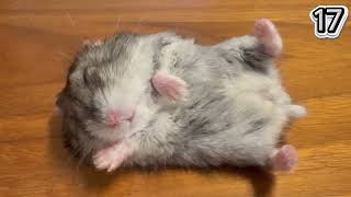 【子供向け】動物のかわいい癒し動画３０連