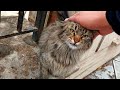 Fluffy Stray Tabby Cat With Other Cute Cats Meows For Food And Love Fluffycats Kitten Landofcats