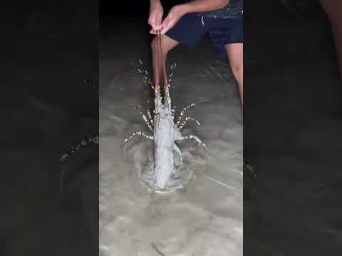 Reel tagged #fish