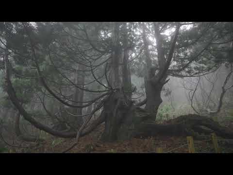 大佐渡石名天然杉遊歩道【霧編】