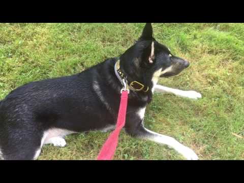 Love rolling on grass