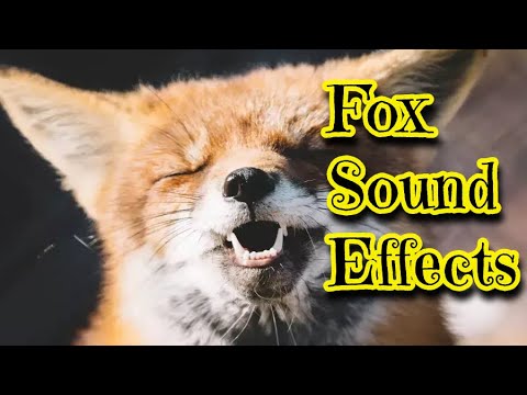 Fox Sound Effects