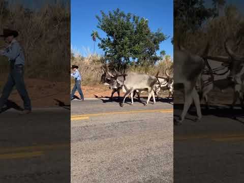A turma de Cezarina GO chegando de carro de boi na Capital da Fé!Depois de dias de estrada a chegada