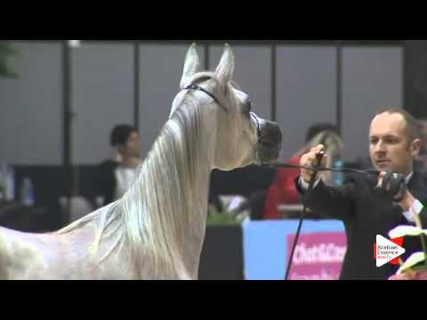 N 114 NOUHAILA   Verona 2015   Yearling Fillies Class 1B