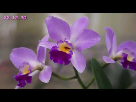 Впервые ЦВЕТЕТ КАТТЛЕЯ!Мой УХОД за КАТТЛЕЕЙ.