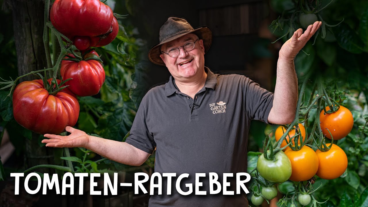 Tomaten anbauen Video 3