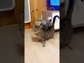 Cat And Parrots Are Best Friends
