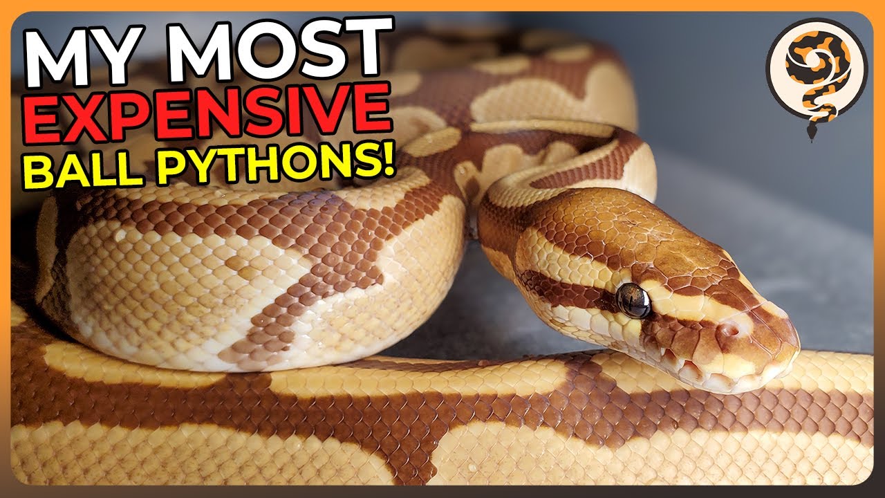 What Are My MOST EXPENSIVE Ball Pythons Worth Today?