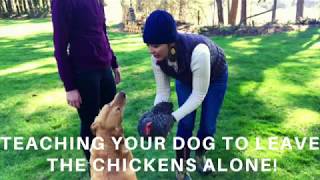 How to Train Your Dog Not to Eat or Attack Your Chickens