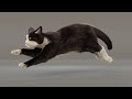 Tuxedo Cat Walk Trot Rung Cycle