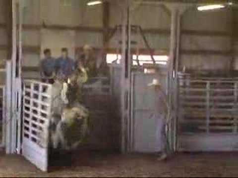 Lot #2344 - Jaron Nunnemaker Bull - Video 6 of 6