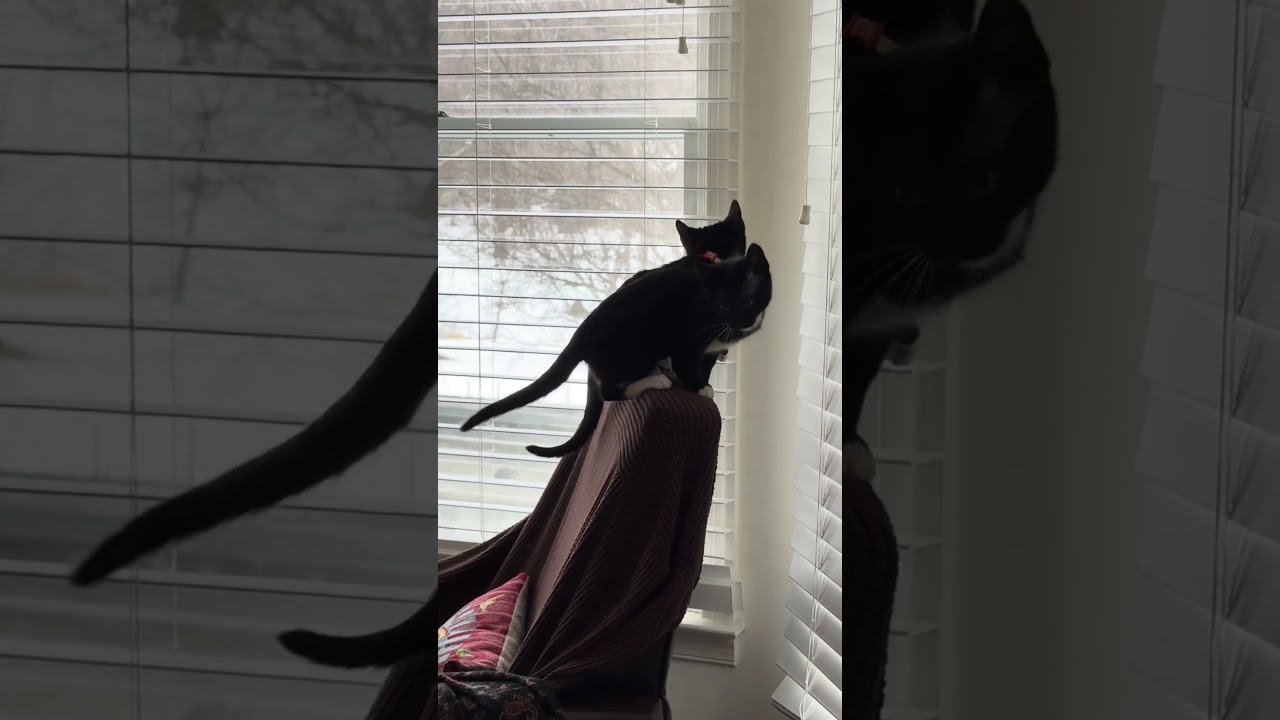 Enlarge Lucy, a Adoptable Domestic Short Hair in Greenbelt, MD video 2/3