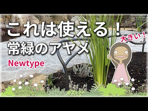 ジスデリダエについて詳しく解説