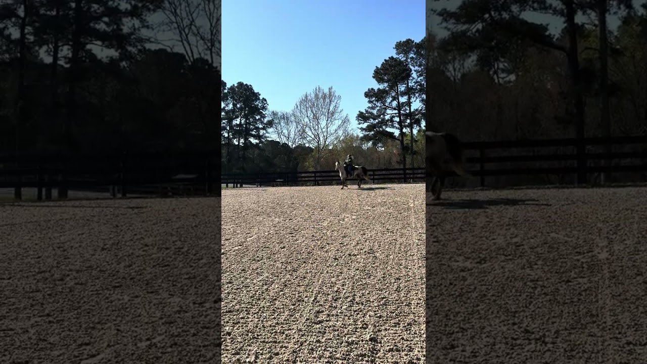 Enlarge Bernie, a ADOPTABLE Tennessee Walker in Aiken, SC video 5/6