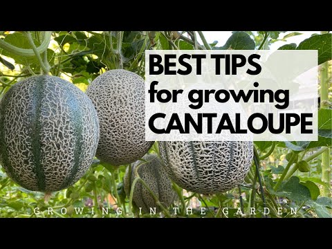 2nd YouTube video about when are cantaloupes in season