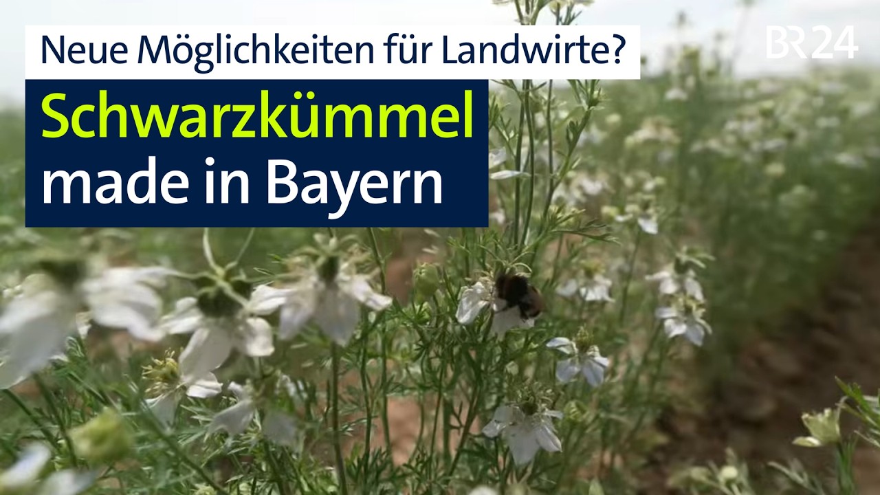 Schwarzkümmel neue Anbau-Option für bayerische Landwirte? | Abendschau | BR24