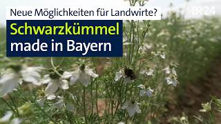 Schwarzkümmel neue Anbau-Option für bayerische Landwirte? | Abendschau
