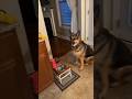 Her Dog Will Only Eat Meals Cooked By A Chef