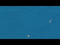 4 Seagulls Fighting Over A Slice Of Pizza