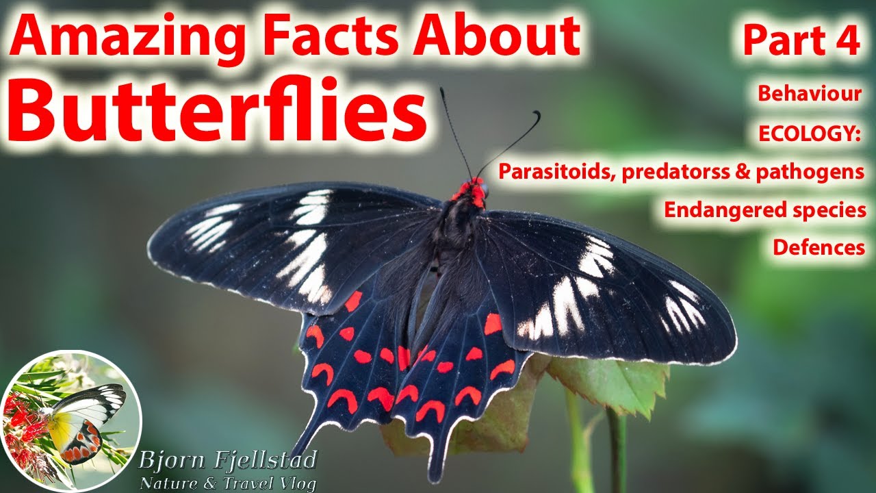 Amazing Facts About Butterflies Part 4