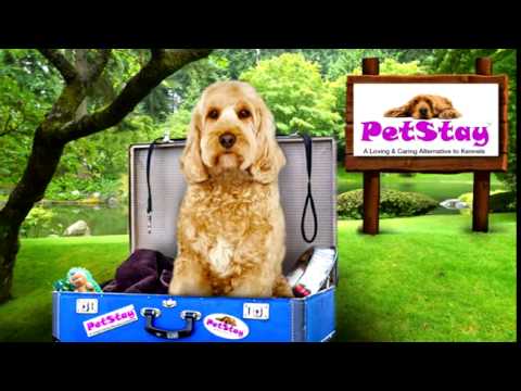 PetStay Head Office  video.