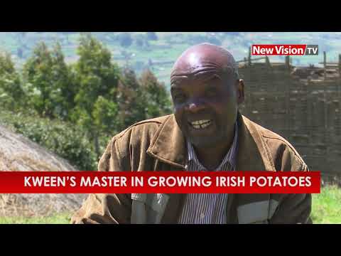 download lagu mp3 mp4 Do Potatoes Grow In Africa, download lagu Do Potatoes Grow In Africa gratis, unduh video klip Do Potatoes Grow In Africa
