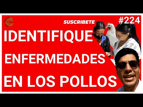 , title : '🏆COMO IDENTIFICAR RÁPIDO ENFERMEDADES EN LOS POLLOS DE ENGORDE🔑SAQUE POLLOS SANOS Y PESADOS🐔'