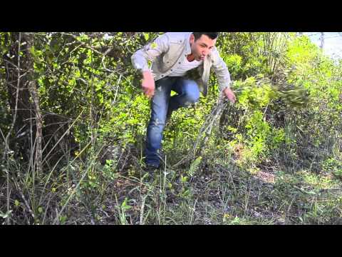 Jorge Bernal vs Wild