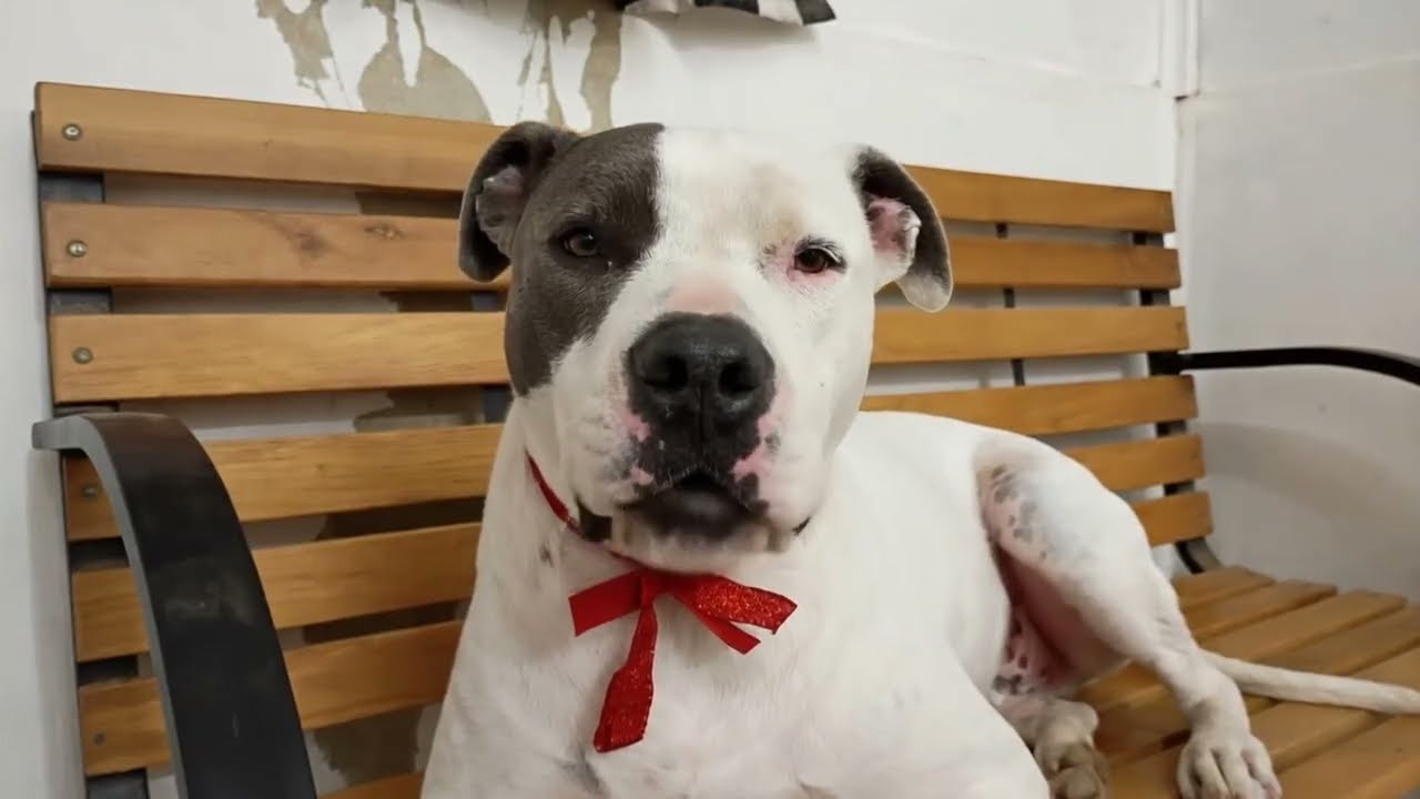 Enlarge Joey, a Adoptable mixed breed in Sapulpa, OK video 5/5