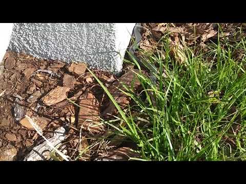 Black Snake eating a lizard!