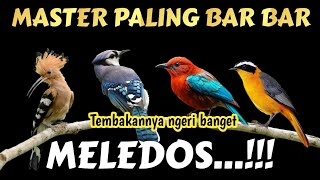Download lagu Meledoss❗MASTER BURCIL FULL TEMBAKAN ISTIMEWA mp3 Download lagu Meledoss❗MASTER BURCIL FULL TEMBAKAN ISTIMEWA mp3