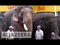 US Circus Elephants Head To Florida To Retire