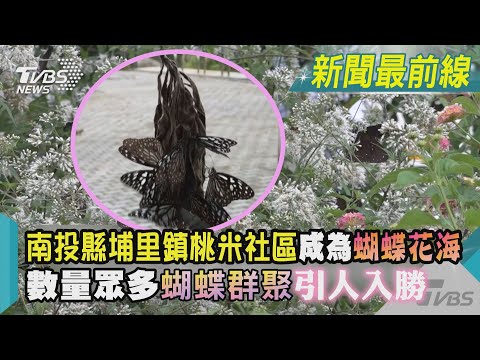 Condado de Nantou, cidade de Puli, área do santuário de Taomi, formação de borboletas, mar de flores, número de borboletas, muitas pessoas, jornal TVBS @TVBSNEWS01