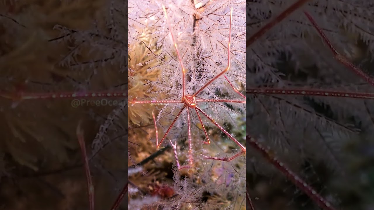 Arrow Crab Biology: Morphology and Foraging Mechanics