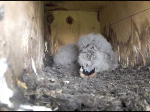 Inside a Kestrel nest box - all going well until the view is ruined!