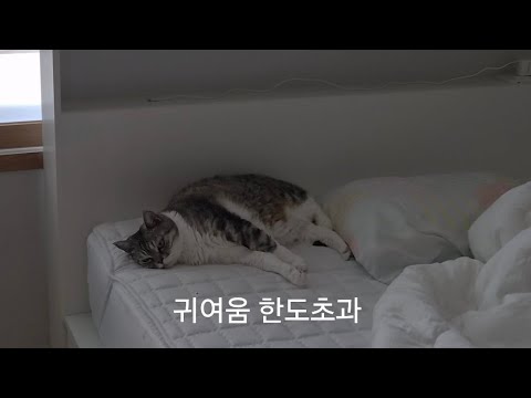 귀여움 한도초과