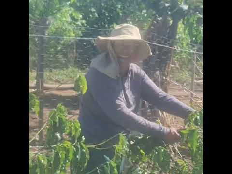Os mais velhos panhador de cafe de Itaucu Goias 
