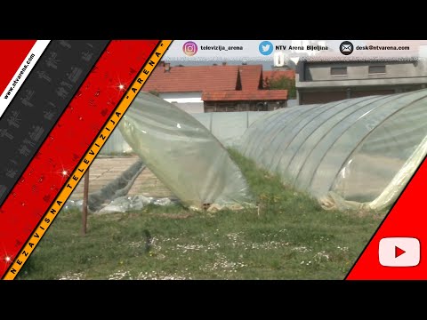 Rasad duvana u dobroj kondiciji - sadnja 10. maja