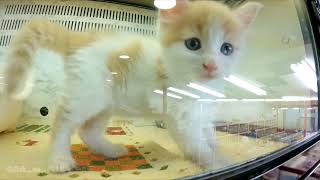 Japan Pet store selling kittens & puppies | Nippon | Susukino | Tokyo. Tanuki Koji Shopping Arcade