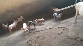 Pig farm practice