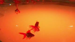 登別マリンパークの金魚