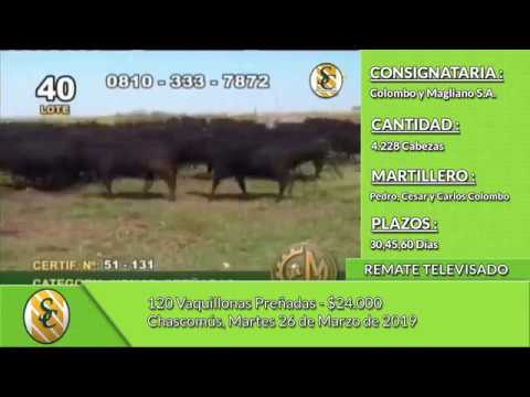 26-03-19 - Venta de Vientres - Remate televisado de Colombo y Magliano S.A. - Chascomús