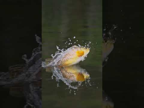 Attacking damselflies on the surface!