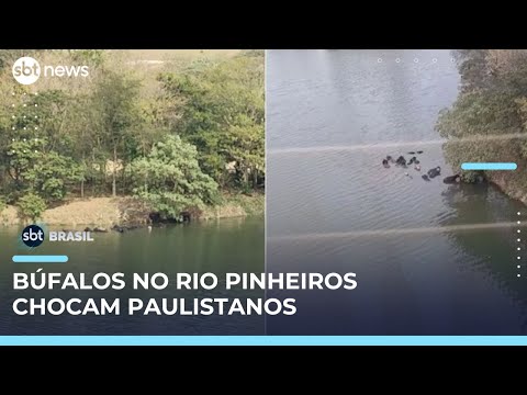 Búfalos são flagrados tomando banho no Rio Pinheiros, em São Paulo | #SBTBrasil