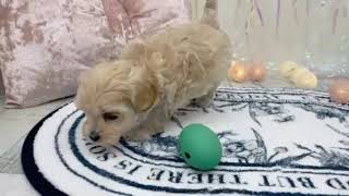 ハーフ犬の動画01