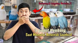 Download lagu Ternyata segampang ini Beternak Lovebird ‼️Ternak Lovebird Kandang Kotak mp3