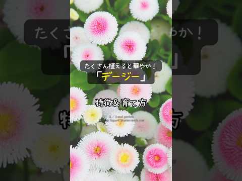 園芸 緑のトカゲ