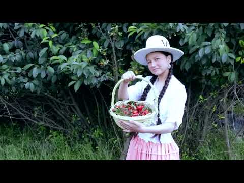 Saminchay Colomi Llajtaykuta