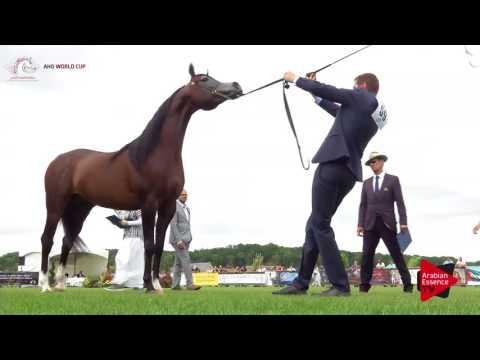 N.59 EMERALD J - Chantilly 2017 World Cup - 7 Years Old and Older Stallions (Class 10)